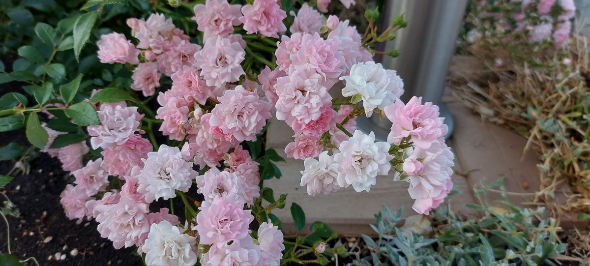 Почвопокровная роза Зе Фери цвела  до Нового года.