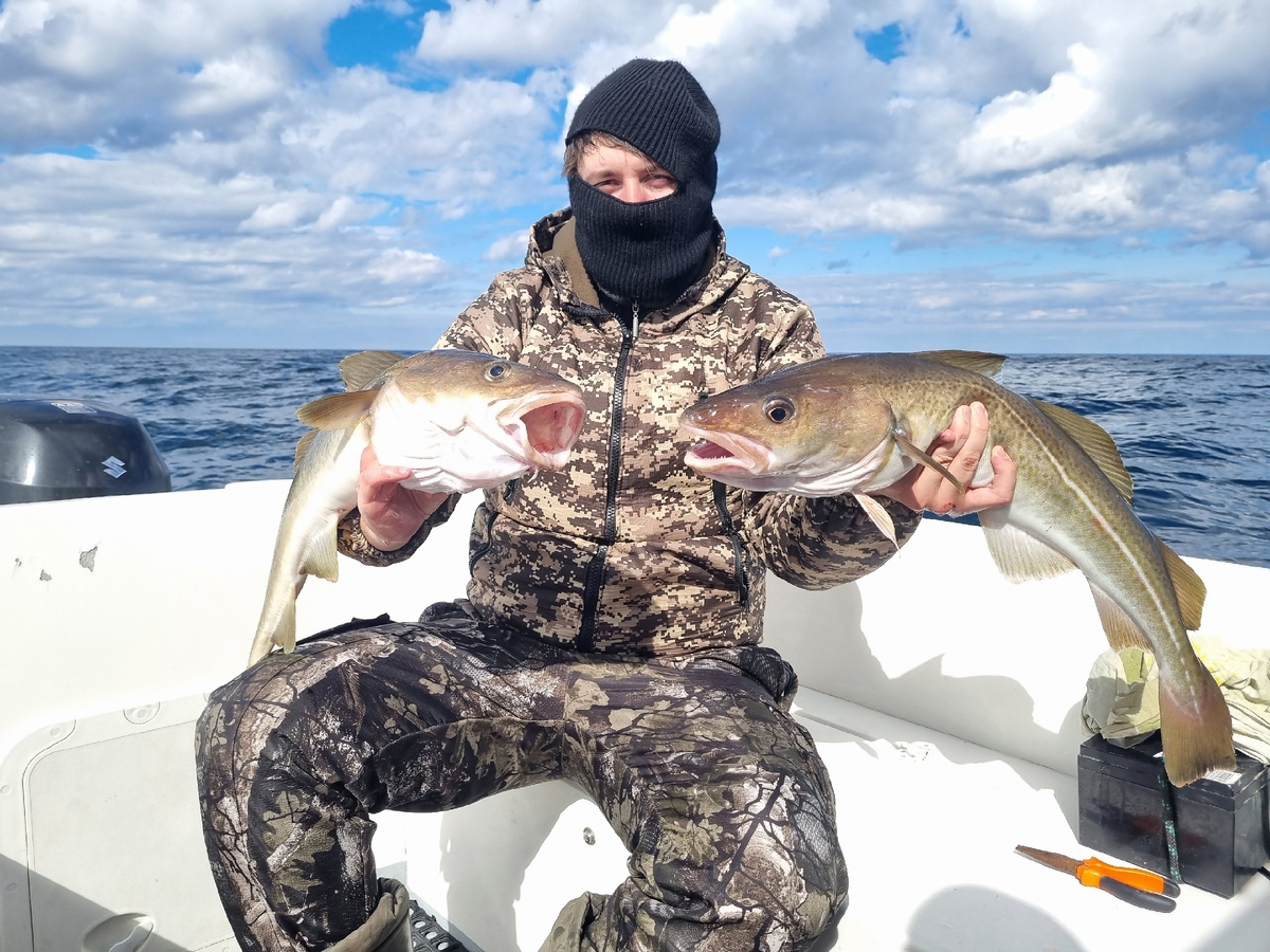 Средний размер трески - 2-3 килограмма