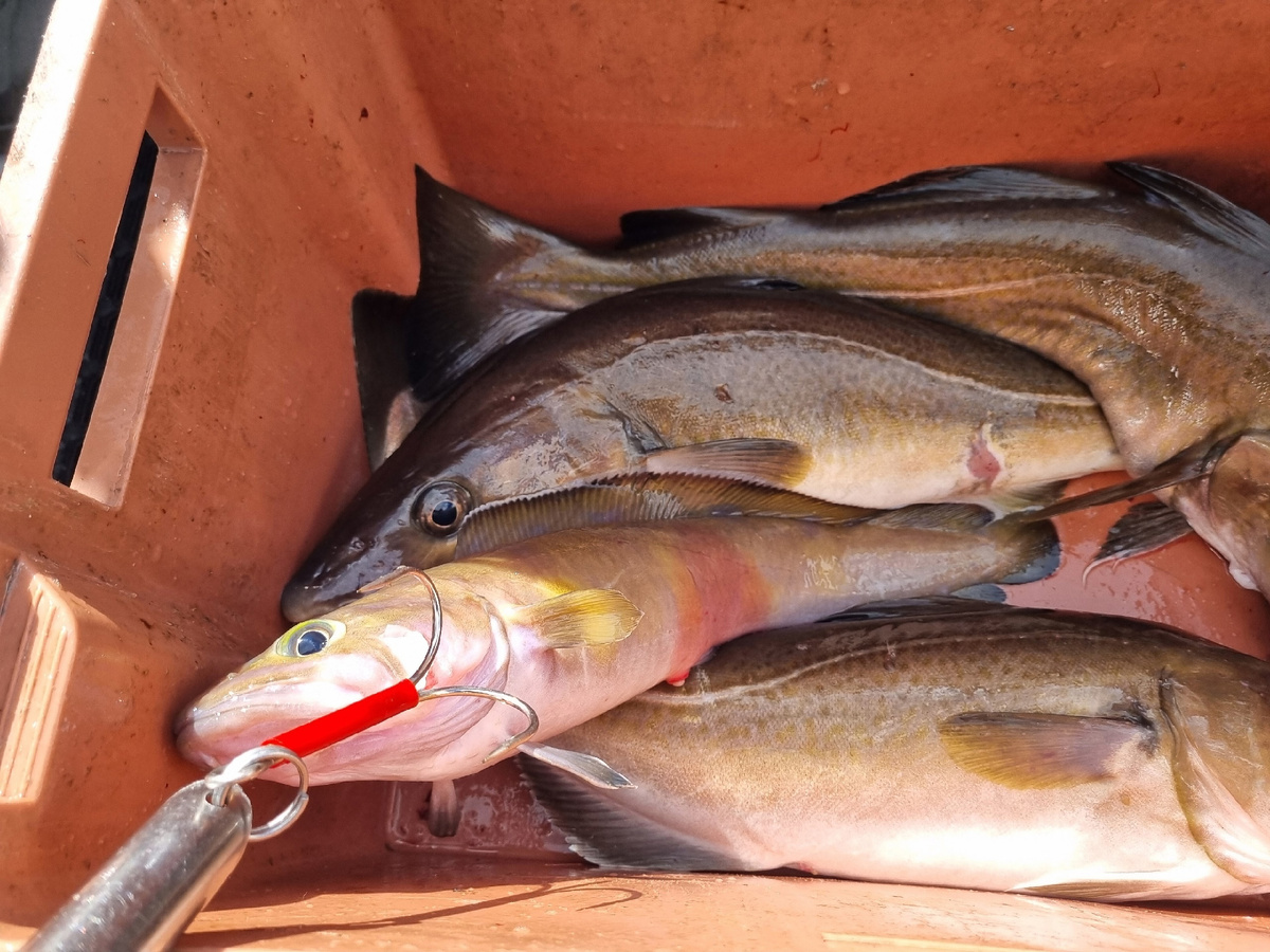 Менёк (морской налим) периодически попадается в прилове