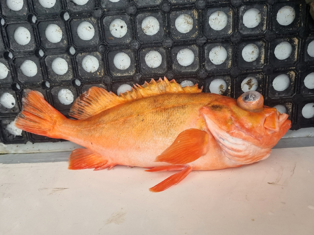 Морской окунь тоже частенько попадается 