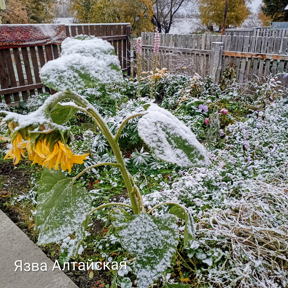 Вот такая красота. Поздний подсолнух у нас. Сам вырос, никто его не сажал, просто рассыпали семечки, и взошли они дружненько. Правда, выжил он один. Остальные вытоптали, выкосили. А этот вымахал вон какой. Даже зауважали его. Когда заливали дорожку, берегли его, обходили. Но увы, морозец и снег своё дело сделали. 