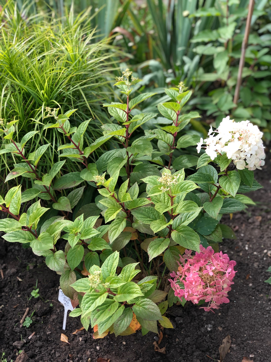 Гортензия Петит Стар, конец сентября 2025