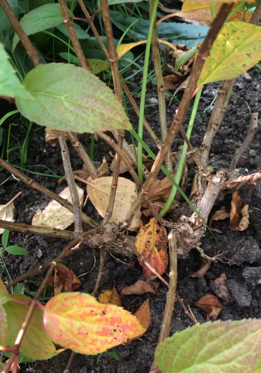 Гортензия Петит Стар, конец сентября 2025, куст внутри