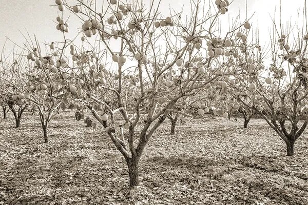 Успех советского садоводства по выращиванию хурмы