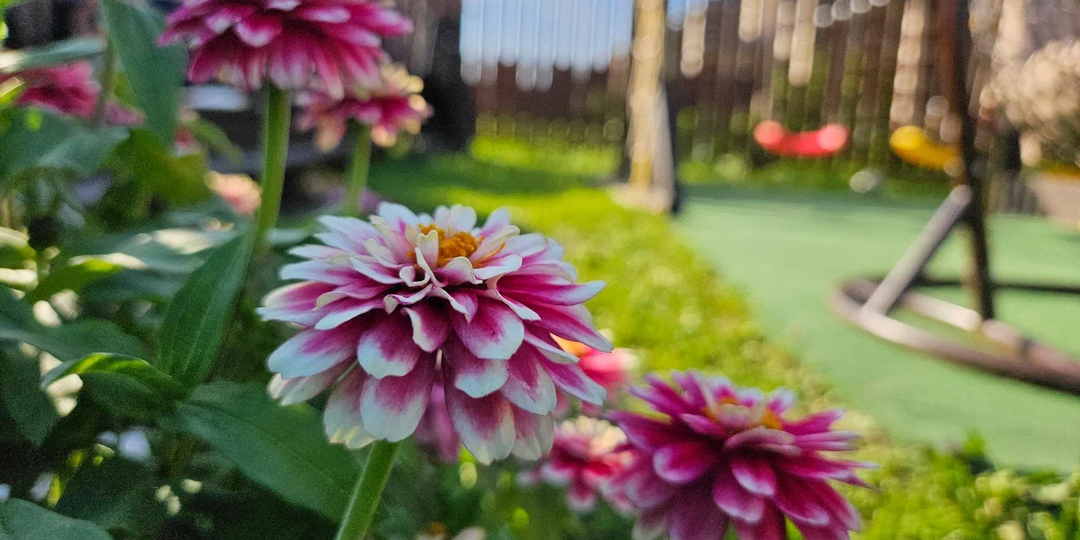 15 цветов, которые надо сеять в середине октября: перезимуют и весной вырастут без рассады