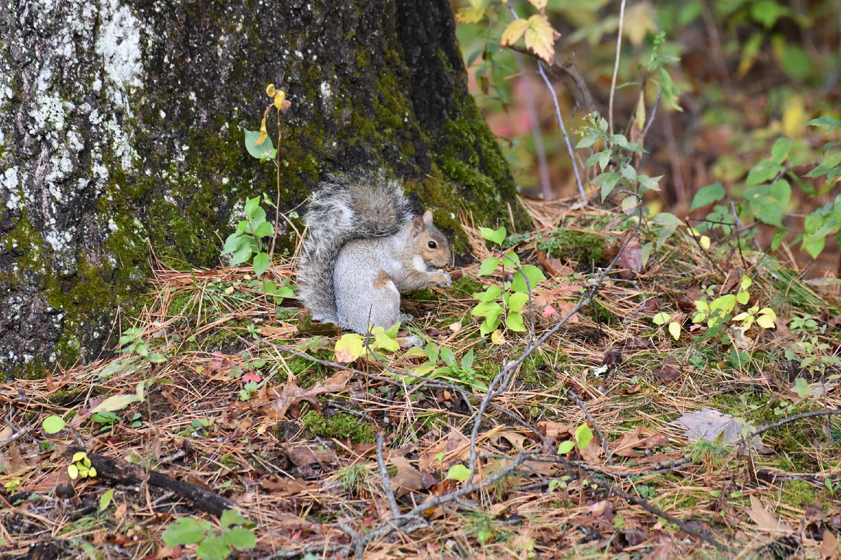Белочка нашла, чем подкрепиться.