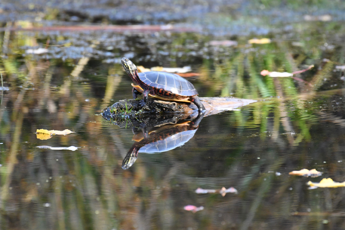 Расписная черепаха греется в последних лучах солнца.