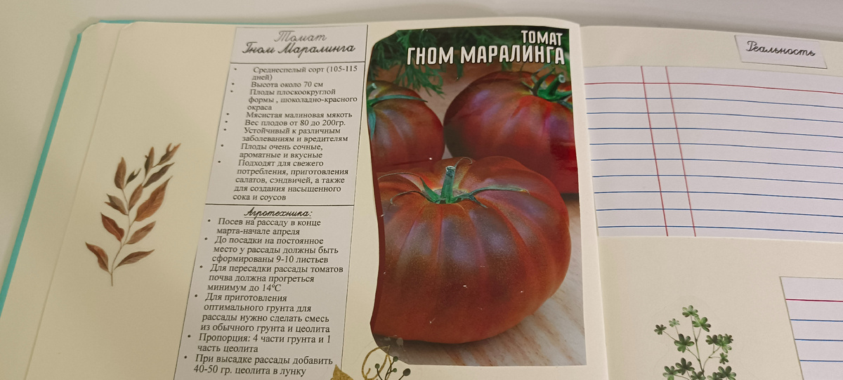 Томат "Гном Маралинга"