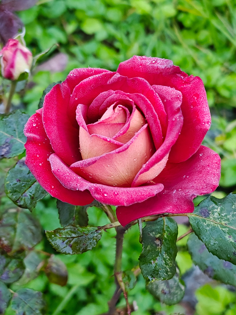 Ночной морозик