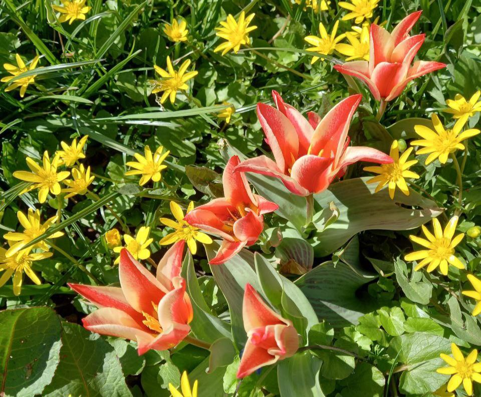 Тюльпаны Кауфмана - очень красивые)