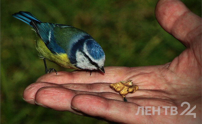    © Анастасия Илюшина / ЛенТВ24, архивное фото