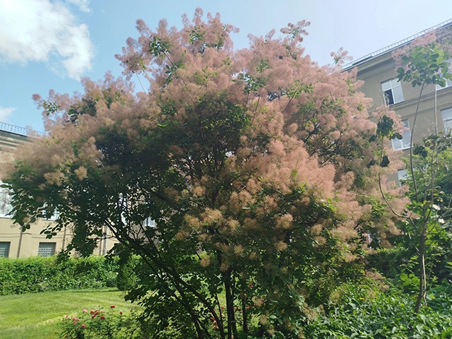    Главная особенность скумпии – пушистые соцветия, которые после цветения превращаются в воздушные «облака» розового или кремового оттенков