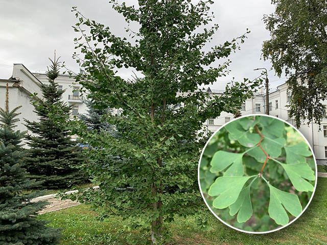    Гинкго билоба – одно из старейших деревьев на Земле, оно росло на нашей планете задолго до появления людей