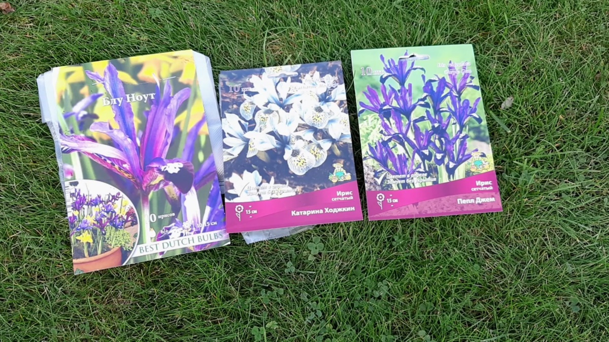 На сегодняшний день наша задача посадить 3 вида сетчатых ирисов.