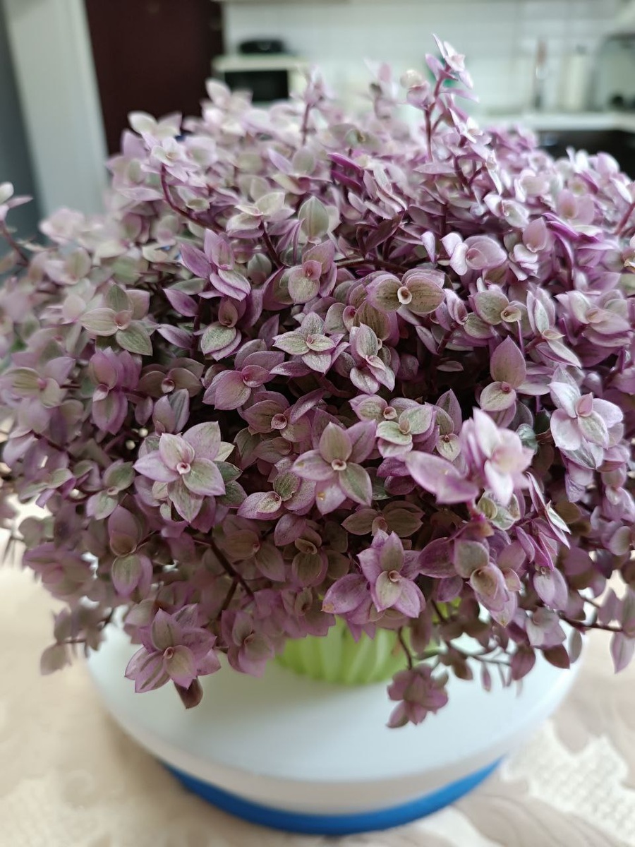 Каллизия Розовая пантера