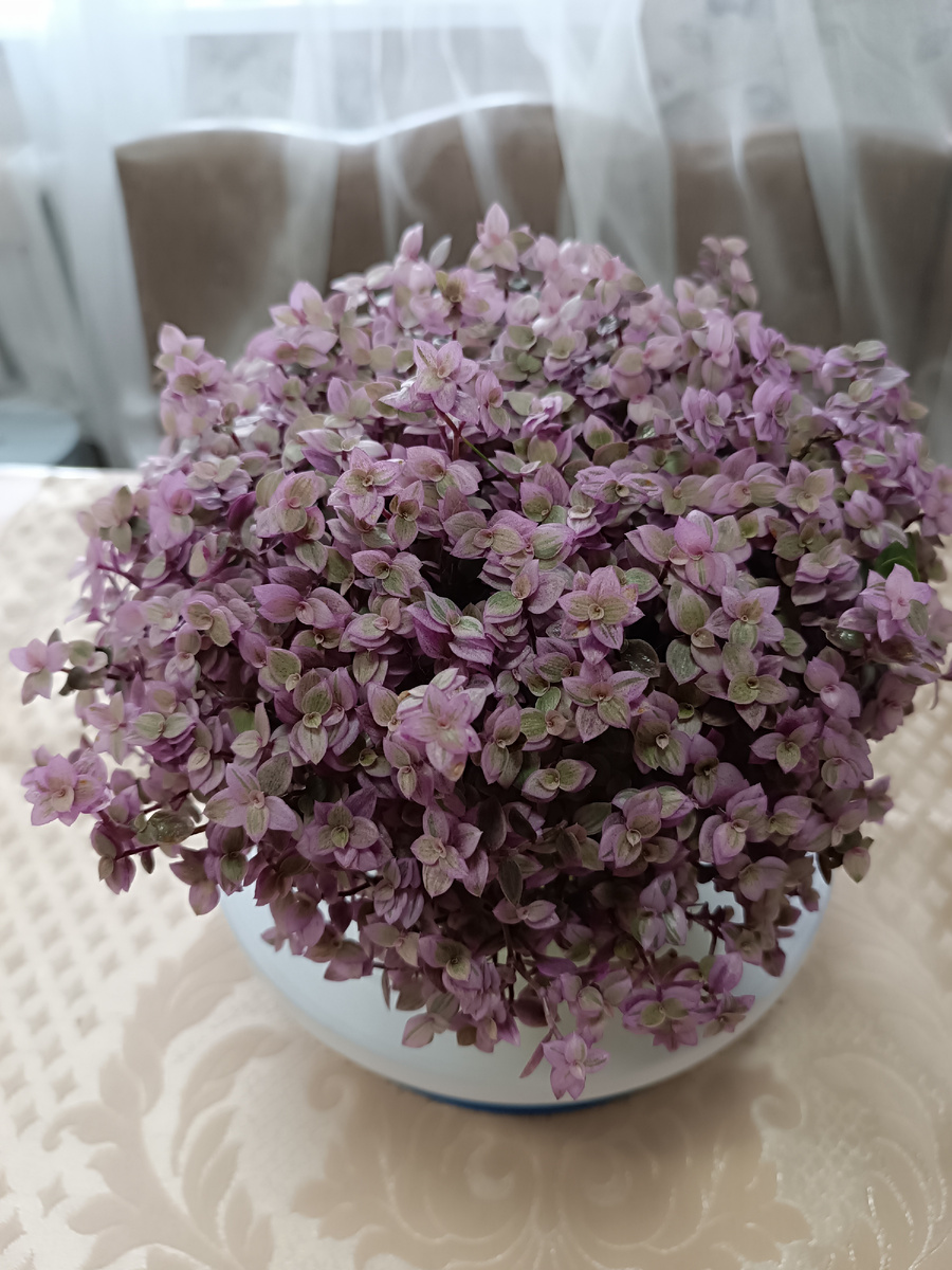 Каллизия Розовая пантера