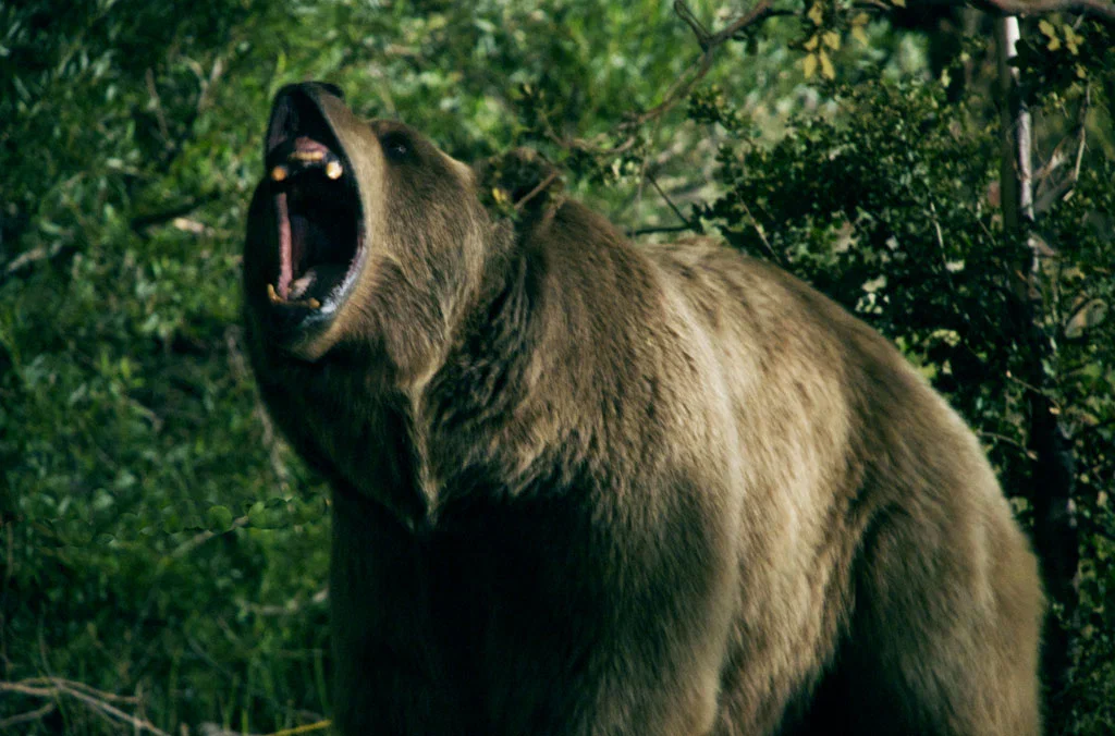 Бурый медведь весьма опасное животное