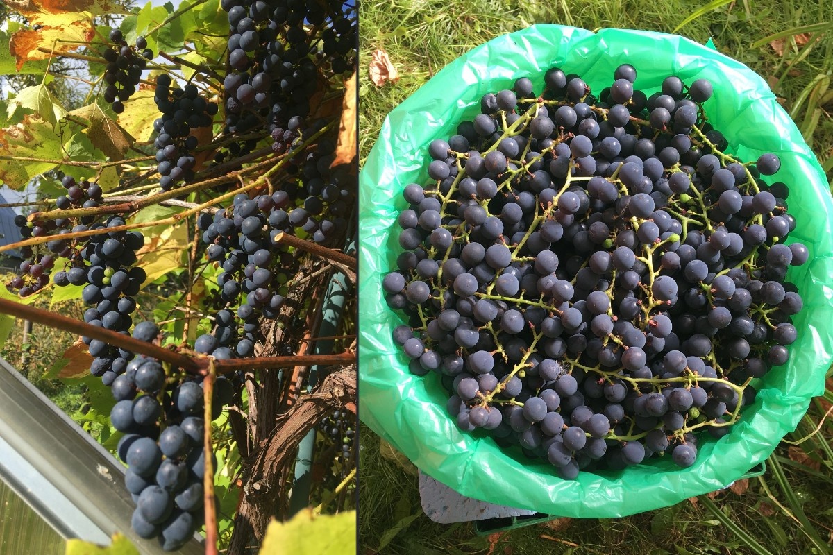 Винограду нравится и возле южной стены дома на шпалере в виде арки, и просто на сетчатом заборе. Моя дача на севере Московской области, в низинке. Если у вас ещё нет винограда, не сомневайтесь - сажайте!
