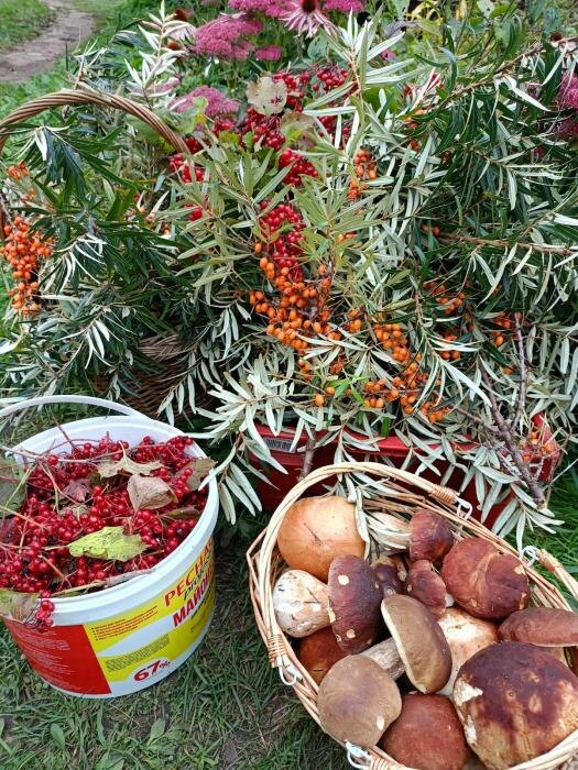 «Чудо-лес» на Спасовщине
Фото: Алексей Курочкин