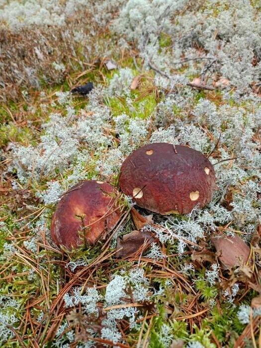 «Чудо-лес» на Спасовщине
Фото: Алексей Курочкин