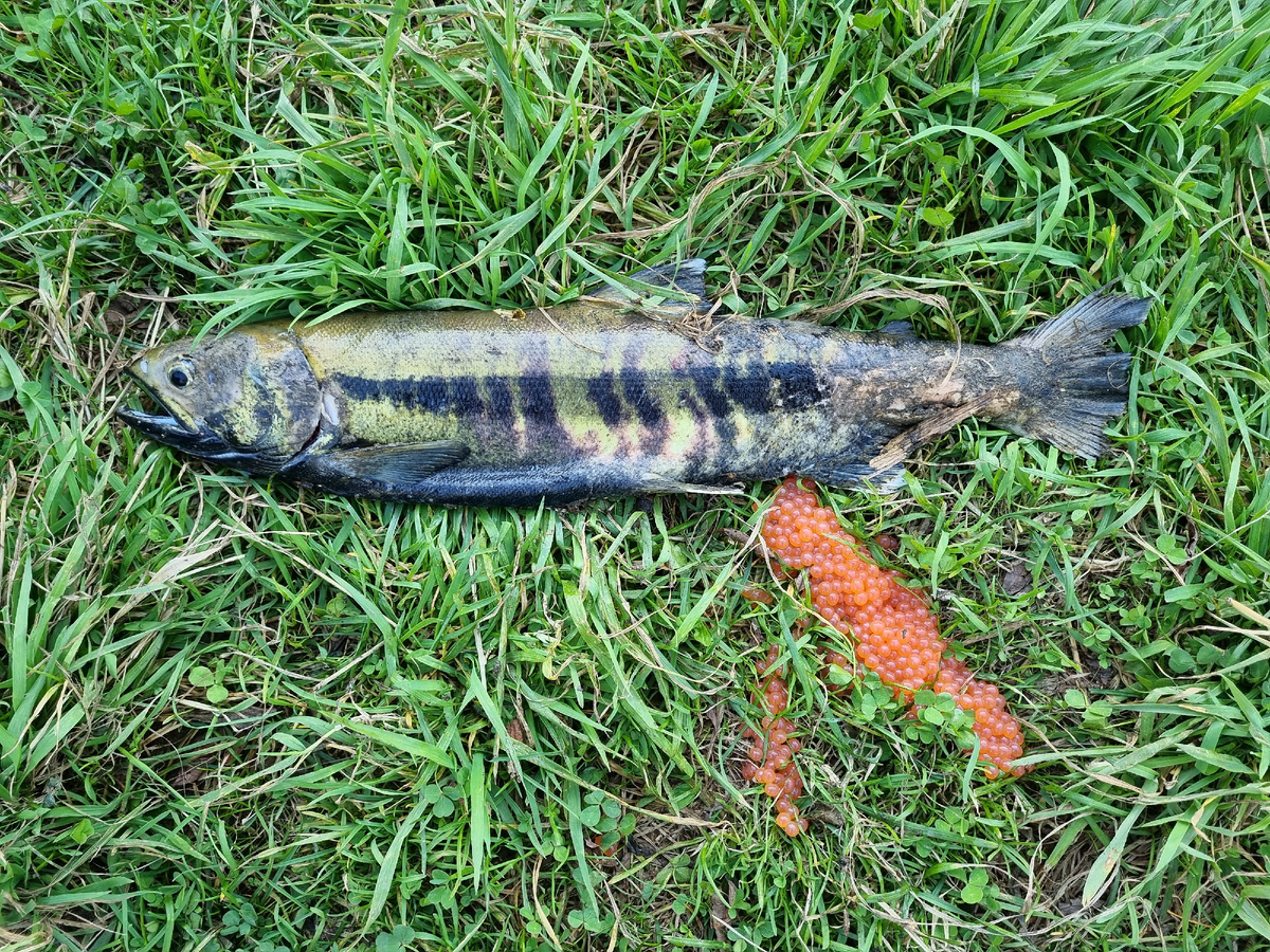 Самка кеты в нерестовом окрасе, которая занялась икрометанием на берегу прямо после поимки...