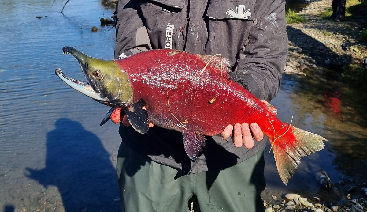 Самец нерки в нерестовом окрасе