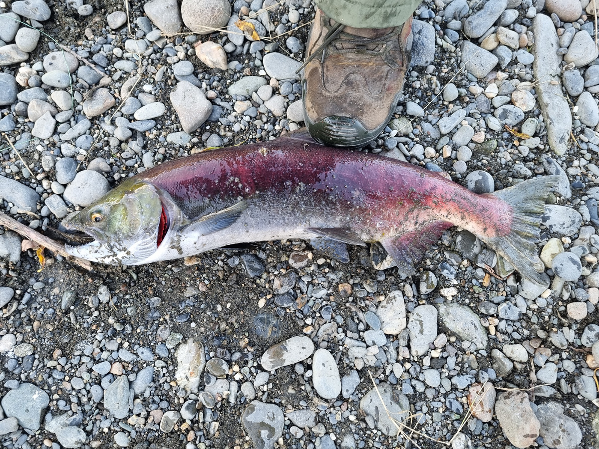 А вот так выглядит самка