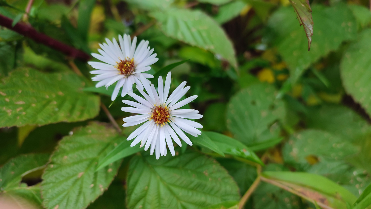 Цветы октября