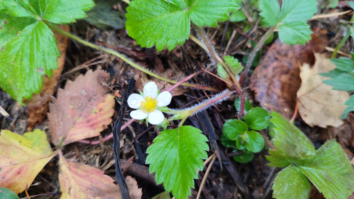 Цветы октября