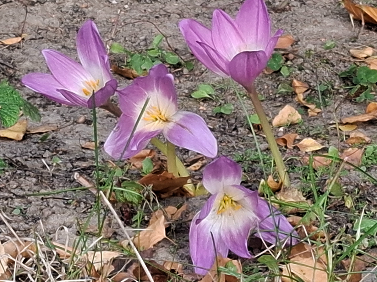 Безвременник 