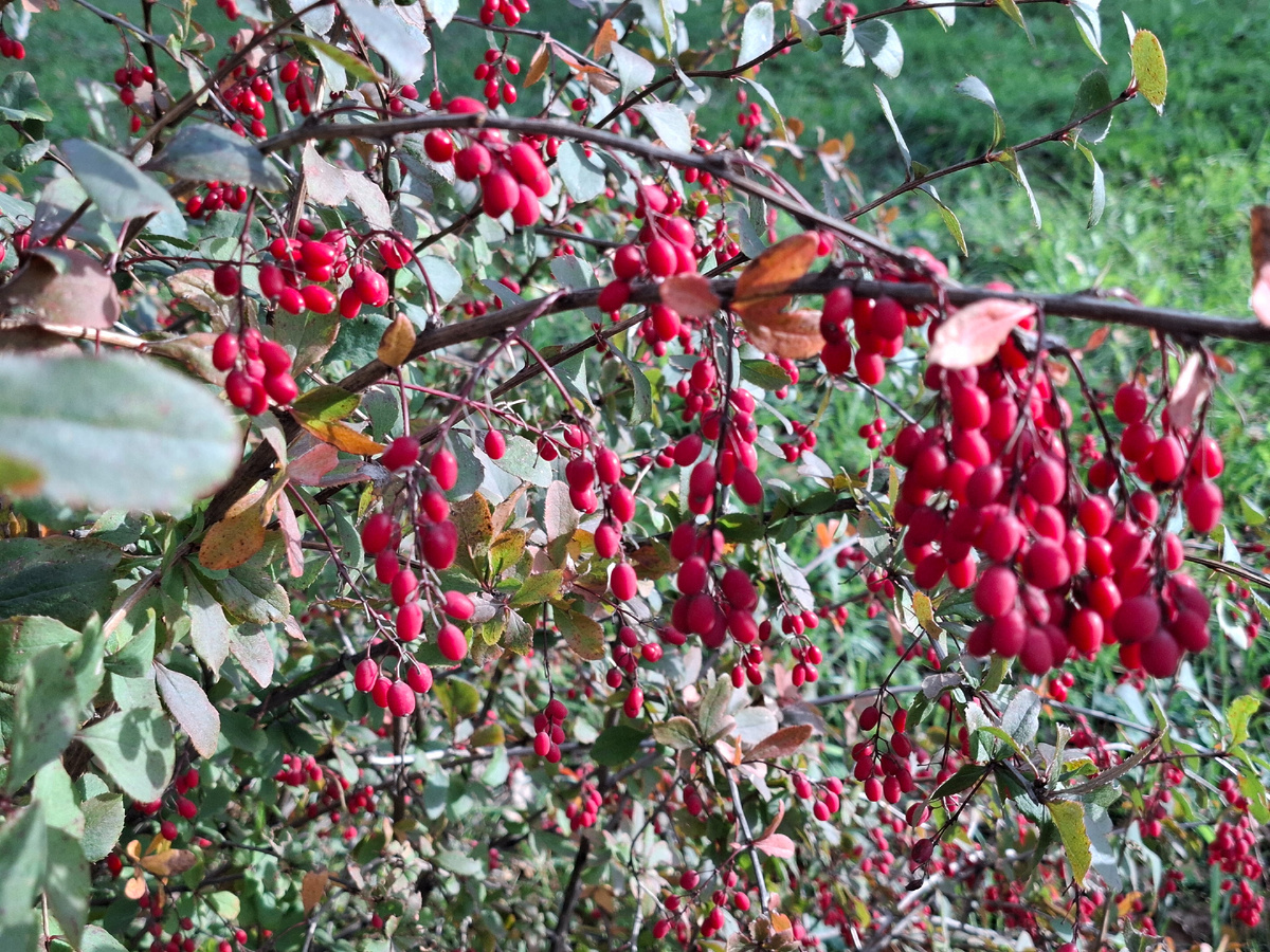 Барбарис,  наверное,  да?