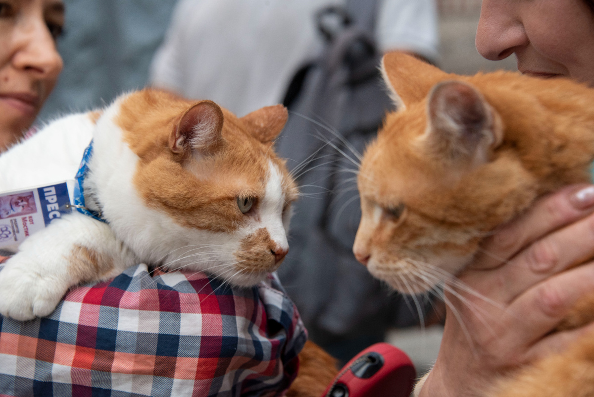 Знакомлю вас с новым котом-трудоголиком!