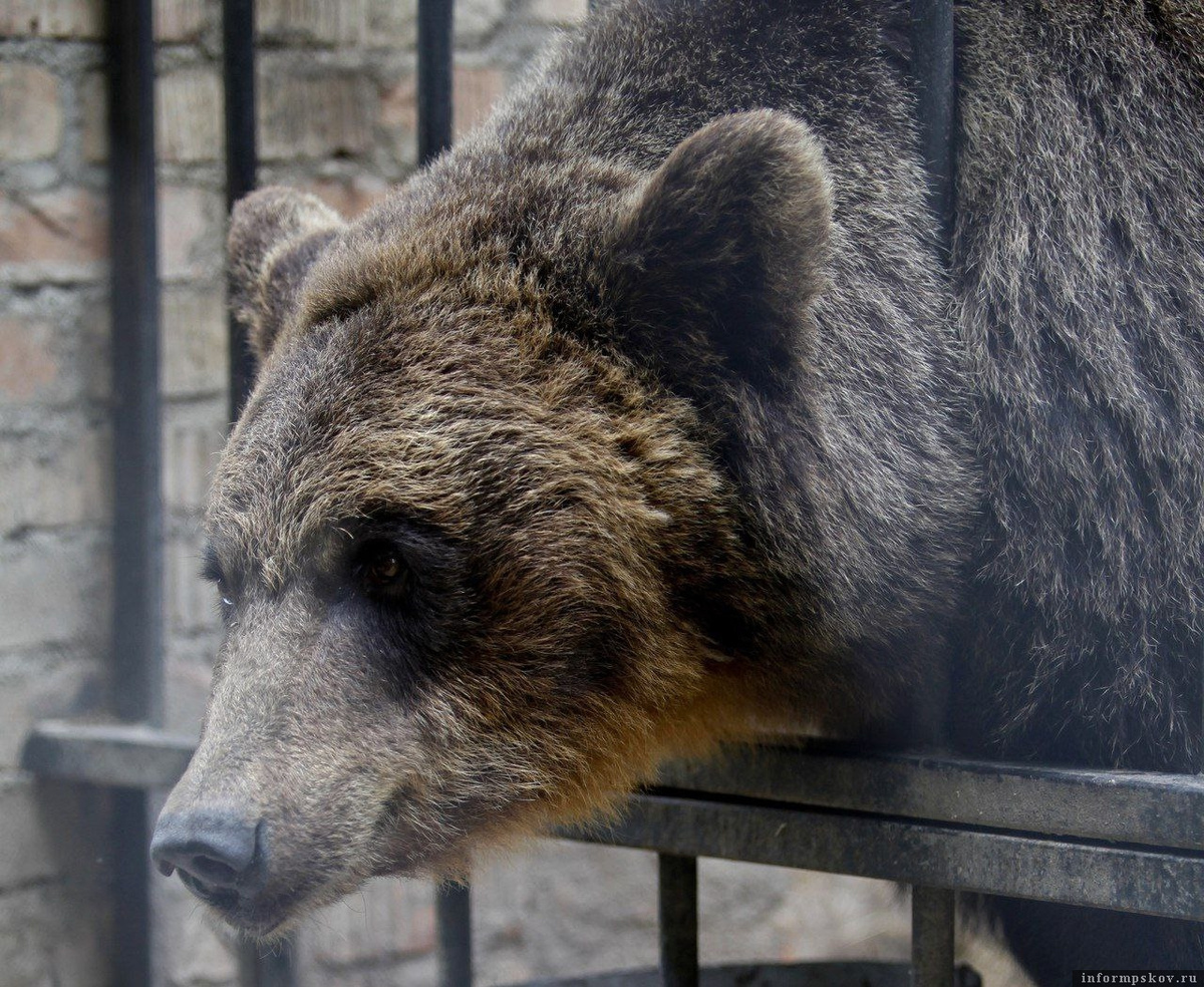 Фото: ПАИ. Фото носит иллюстративный характер