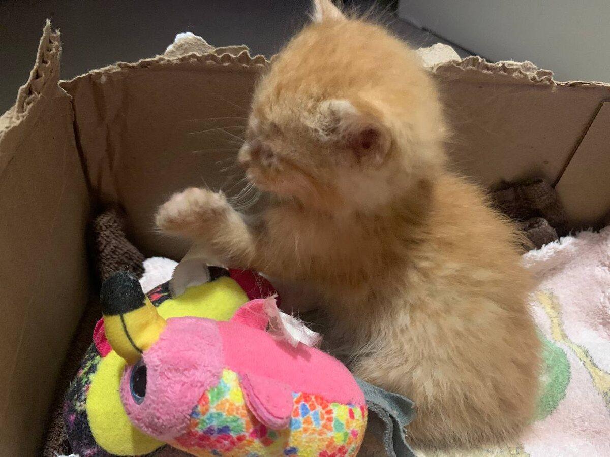 Вот таким он прибыл в наш дом. 14 сентября