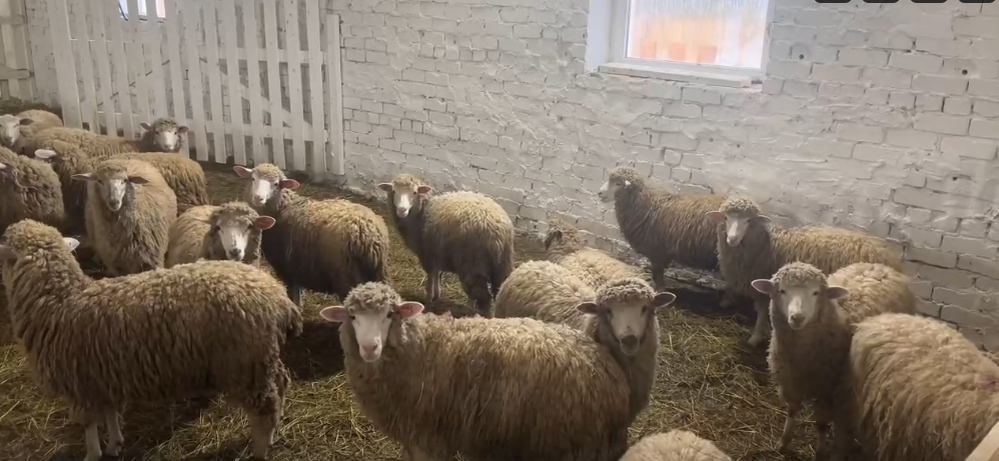    кадр из видео