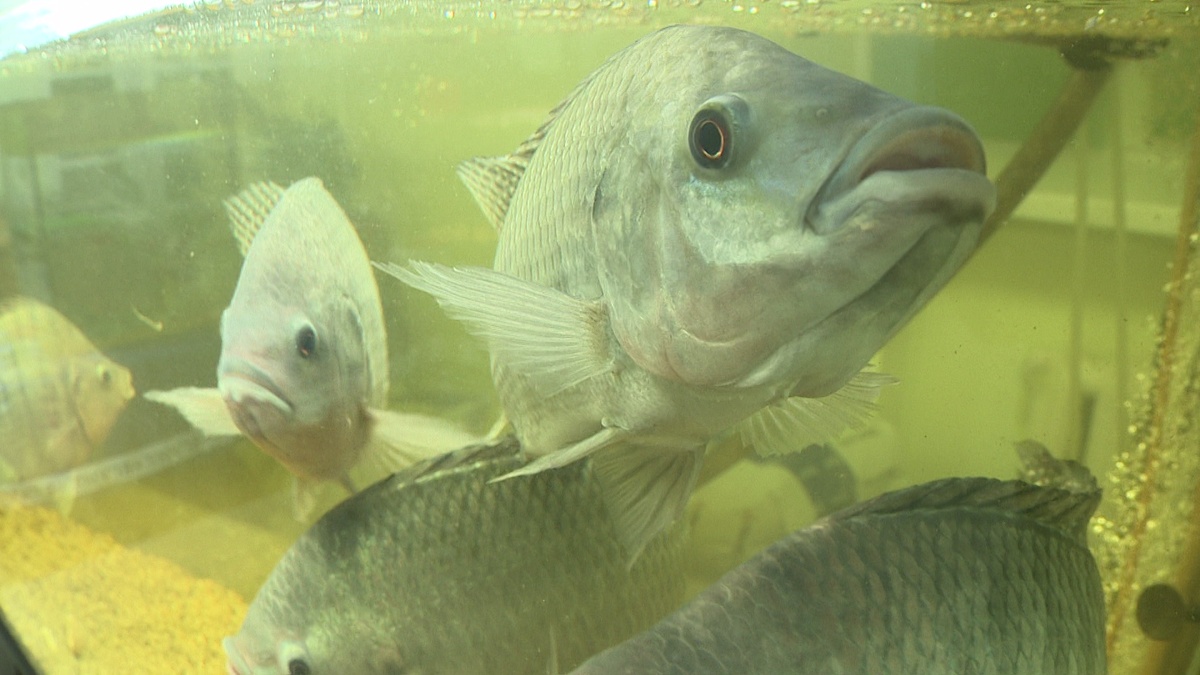 Фото с сайта: https://news.myseldon.com/ru/news/index/245279442