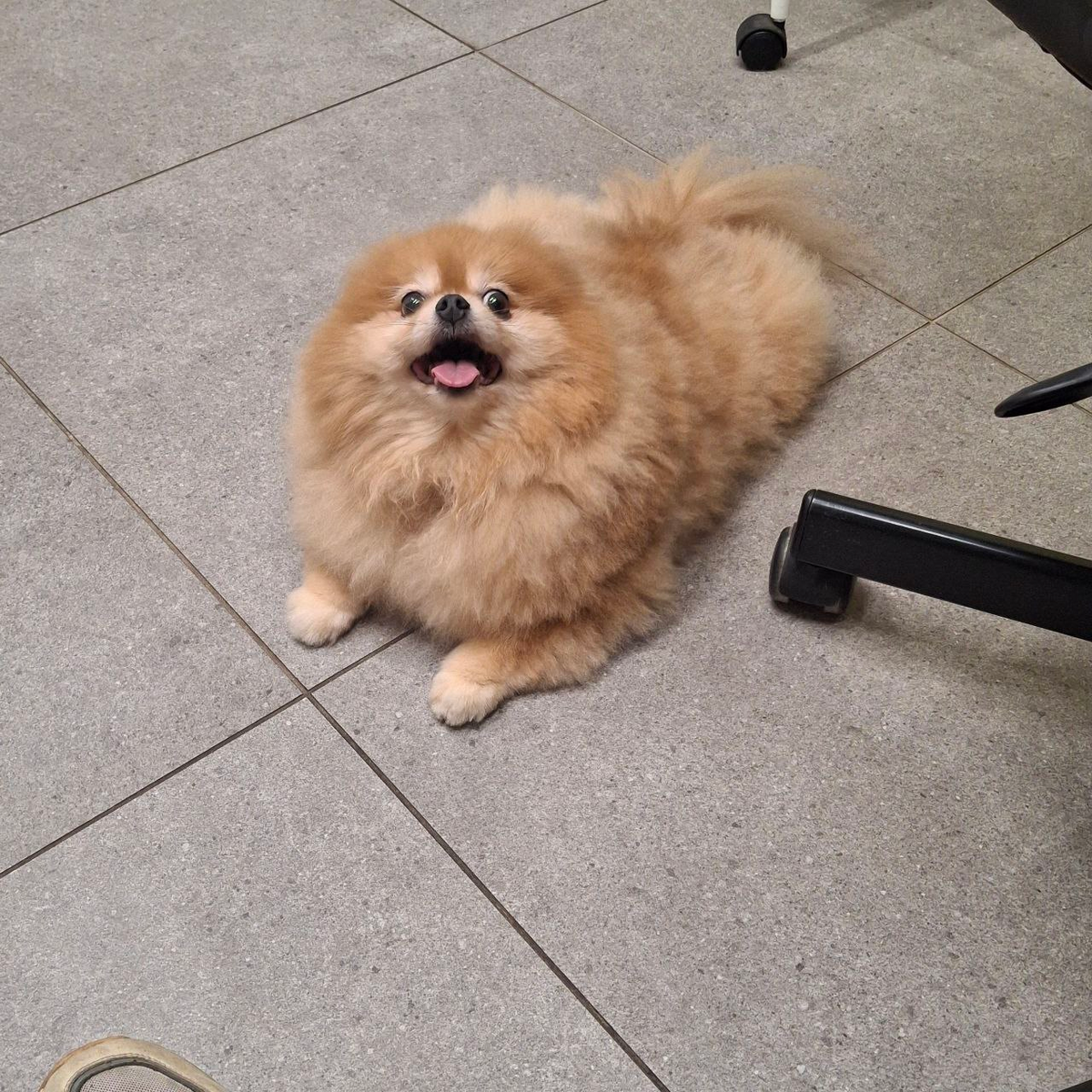 Но почесам и вкусняшкам Мика рада всегда. https://dzen.ru/woodduck