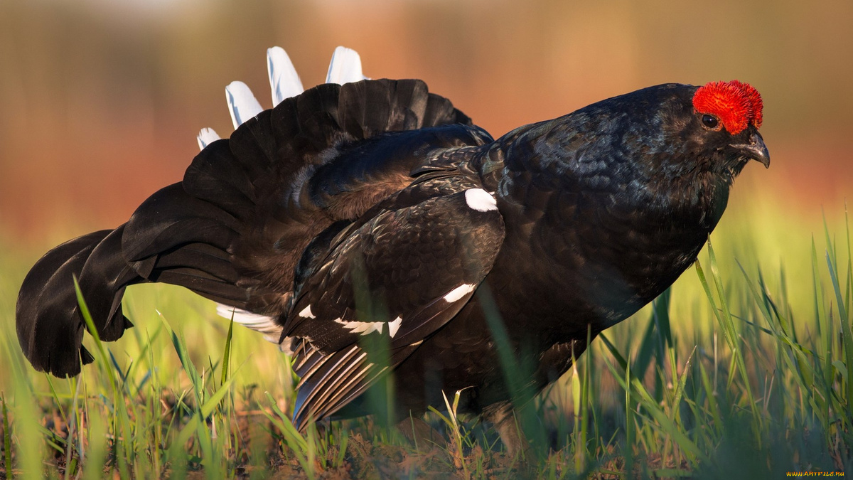 Фото с сайта: https://booksguide.ru/kosach/ptitsa/foto/