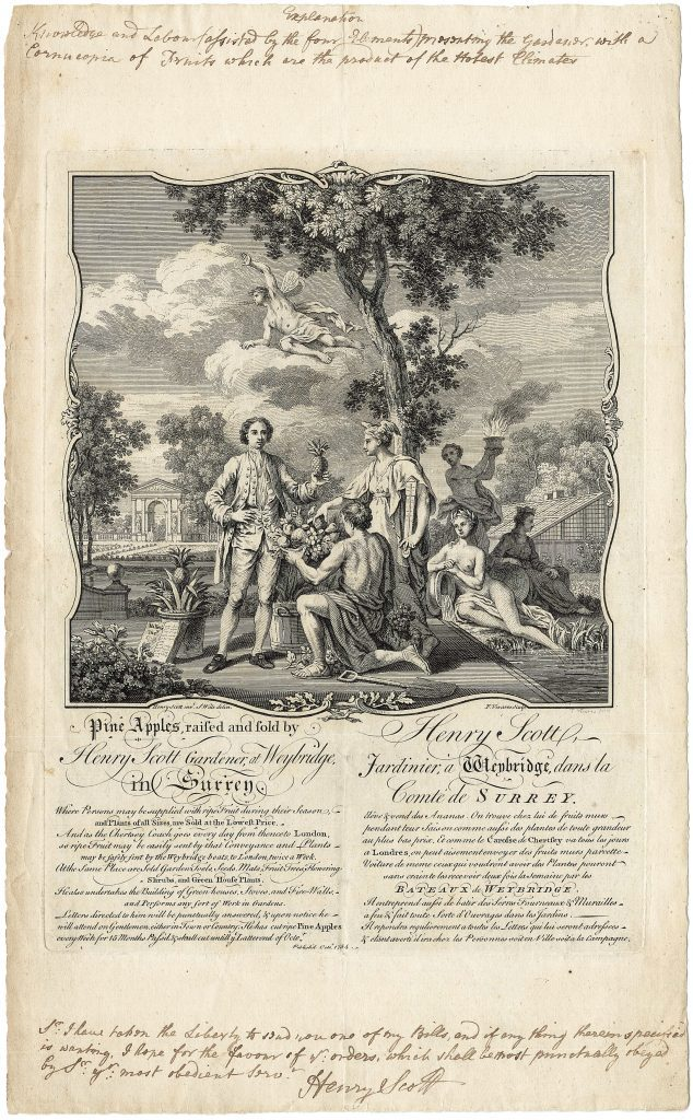 Садовод Генри Скотт выращивает ананасы в Джорджианской Англии