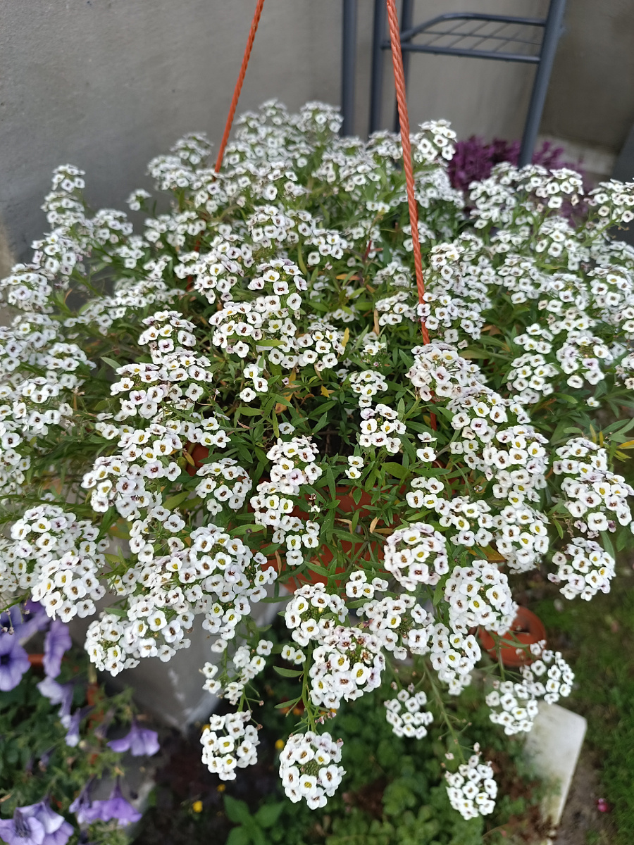 Алиссум Snow Princess 1 сентября