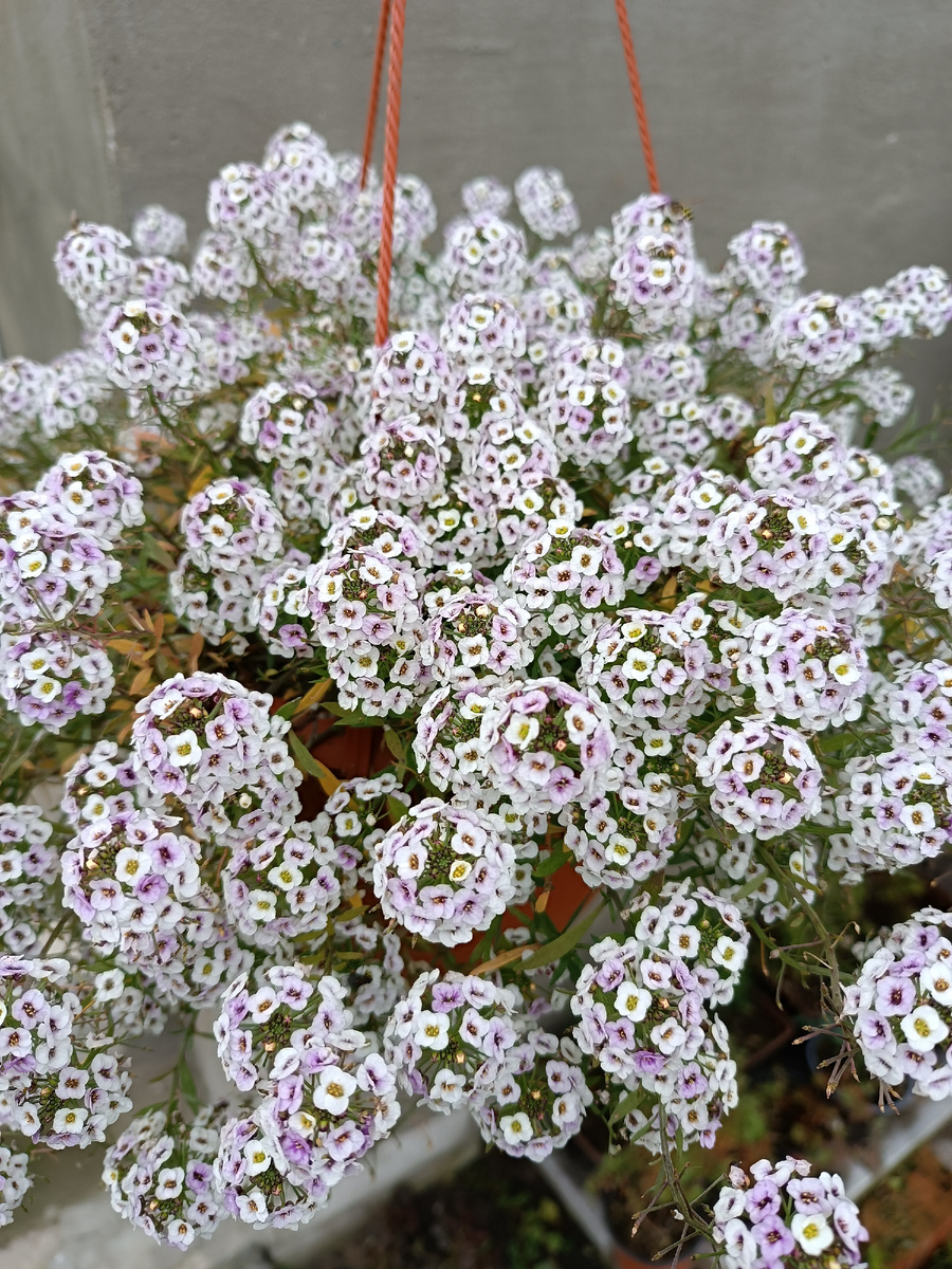 Алиссум Snow Princess 7 октября