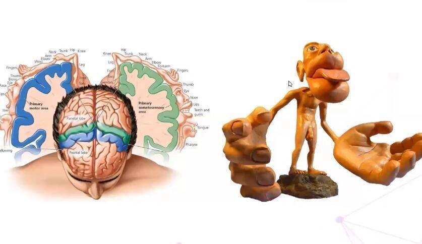 Гомункулус Пенфилда: как мозг "видит" тело и почему это важно при реабилитации