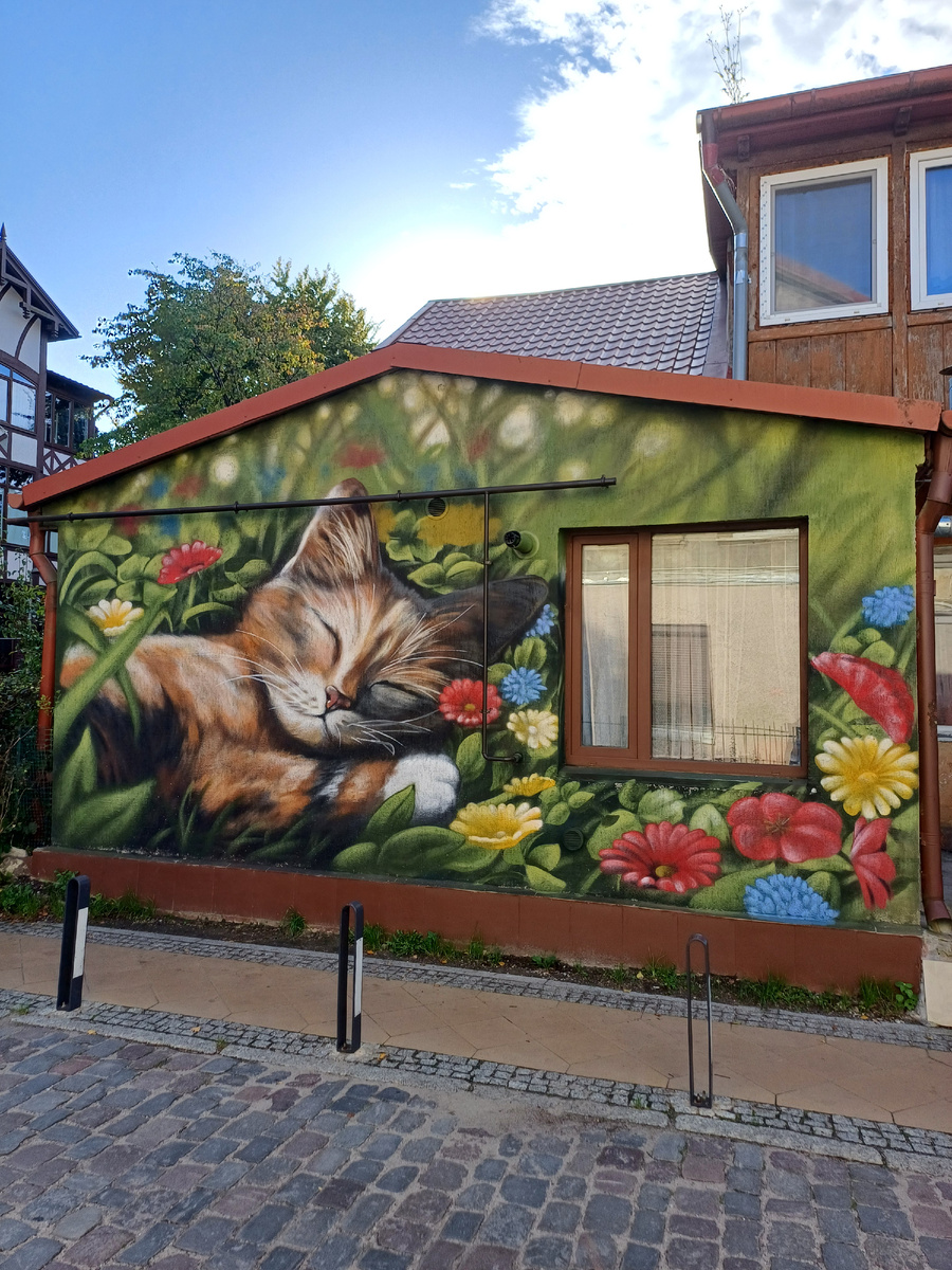 Муралы с изображением пушистиков на стенах домов повсюду