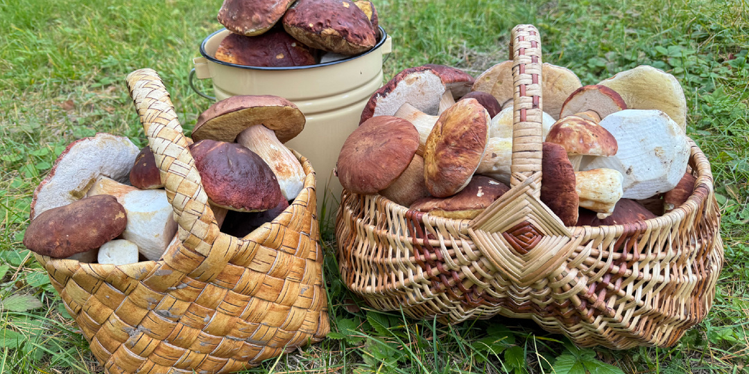 Несгибаемые. Почему костромские белые грибы сдаются последними