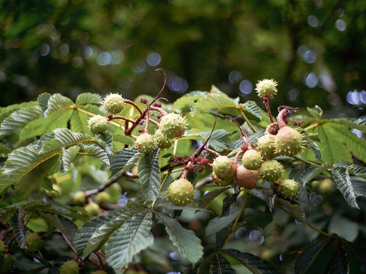    Каштаны© РИА Новости / Алексей Даничев