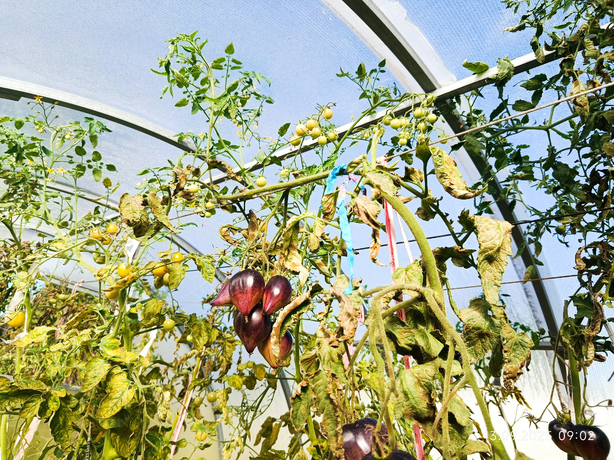 Обратите внимание на ствол, который растёт по струне, параллельно грядке