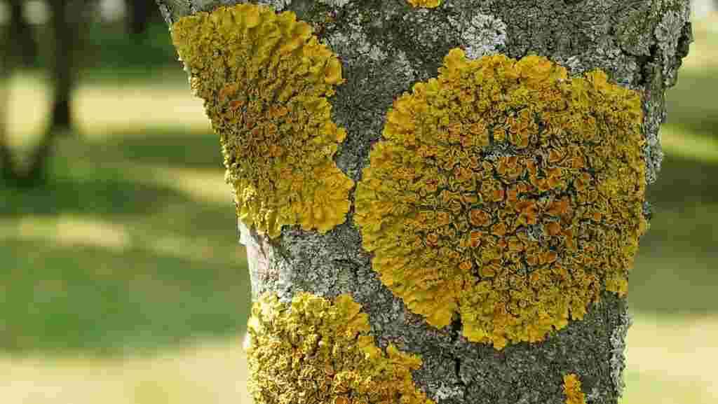 Взрослый лишайник на коре дерева