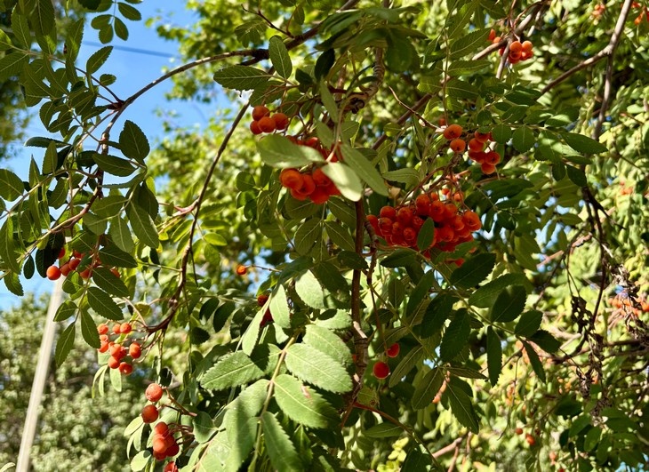    рябина Алексеева Наталья