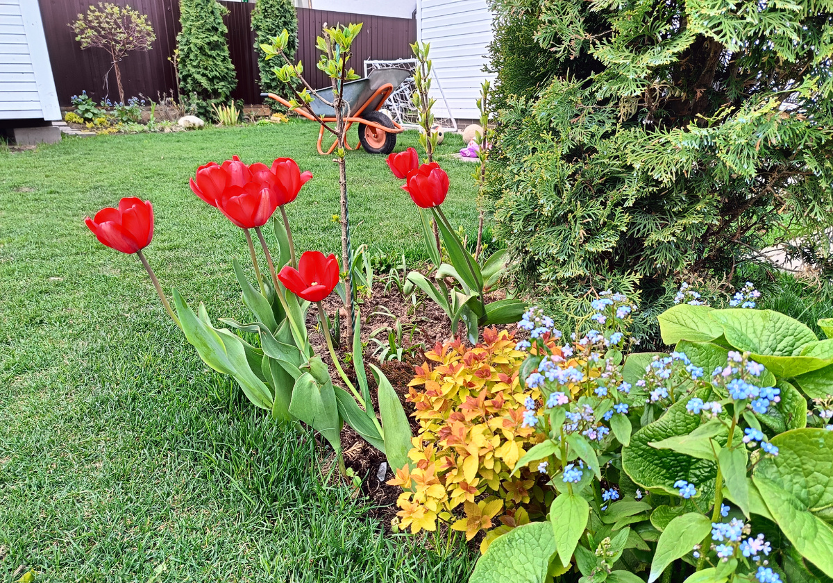 Сад автора, весна, 4 мая