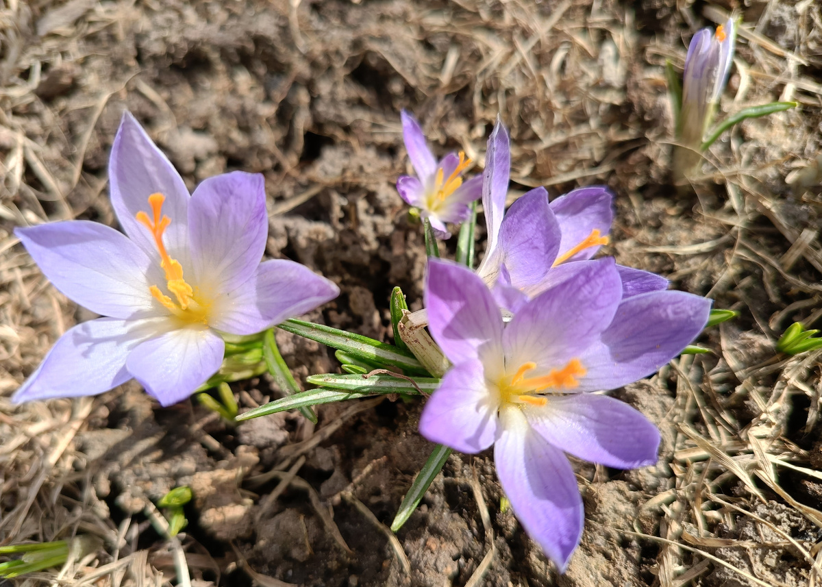 Сад автора, весна, 15 апреля, крокусы